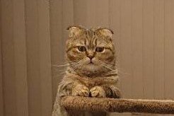 出所：@ponpokopontanu