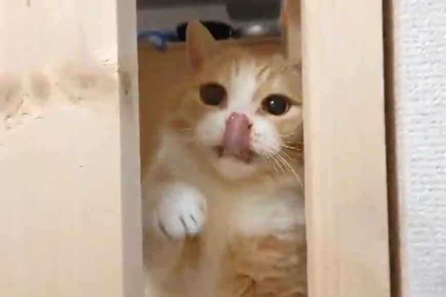 Twitterで話題の、お寿司で遊ぶ猫