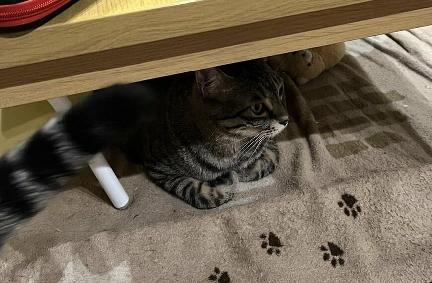 待ち伏せする猫