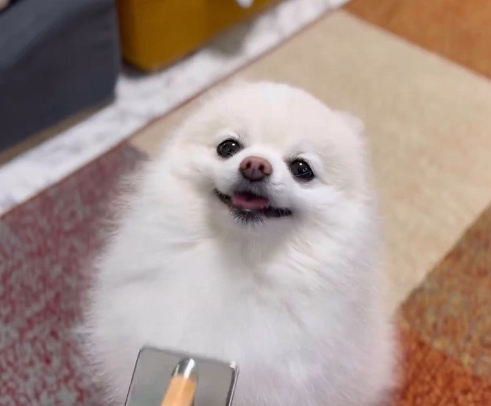 ブラッシングされる犬