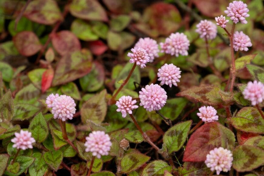 緑葉に赤茶色の斑が入っているヒメツルソバ。ピンクの花を咲かせている