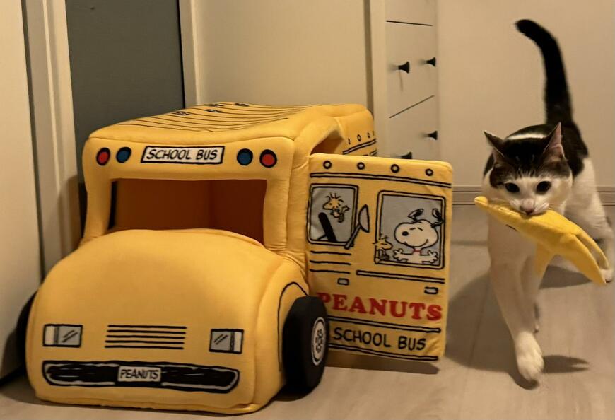 配達員の猫