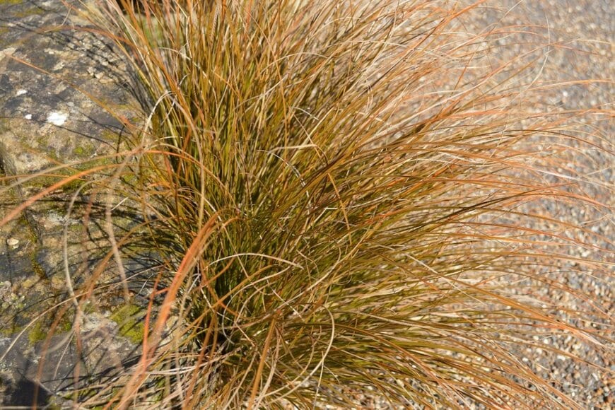 茶色の細長い葉をたくさん伸ばしているカレックス