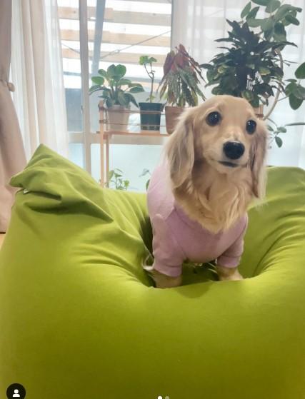 ヨギボーにのる犬