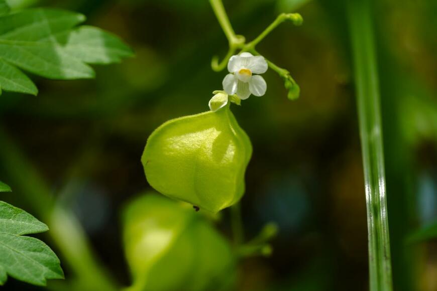 フウセンカズラの花。花の色は白色。花の下には紙風船のような緑色の果実がある。