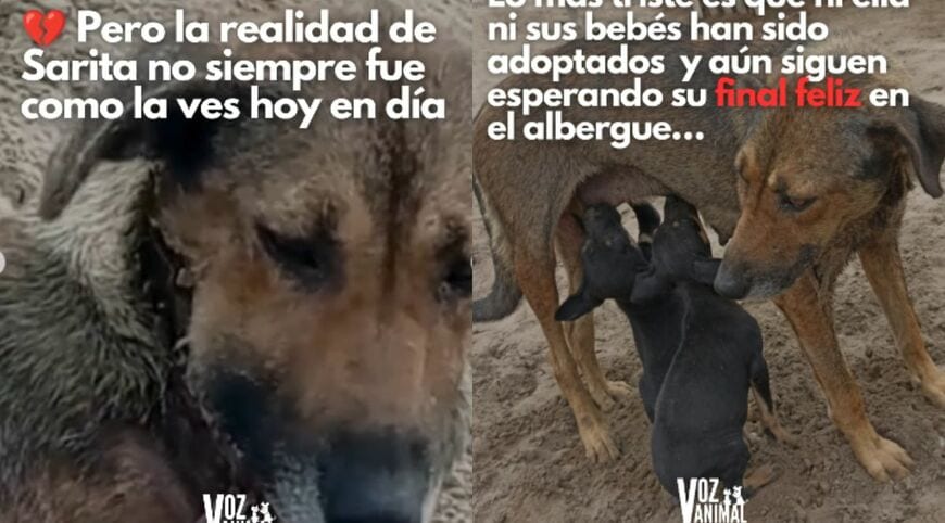 出所：<u><a href="https://www.instagram.com/p/DbD8sw7kYTT/?img_index=1" target="_blank">@vozanimalperu</a></u>