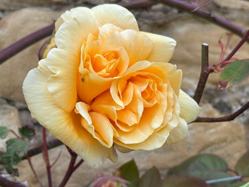 紅茶のように爽やかな「ティー系」