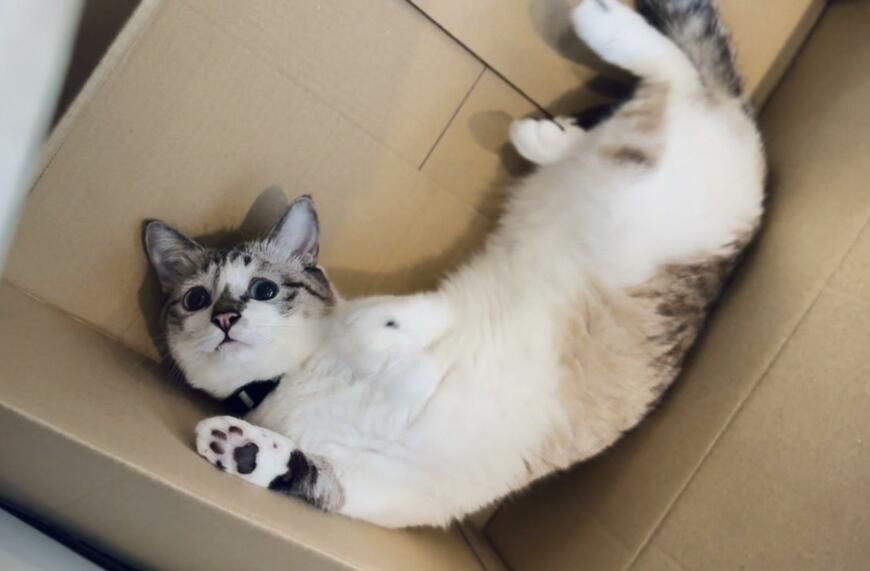 ダンボールの中にいる猫