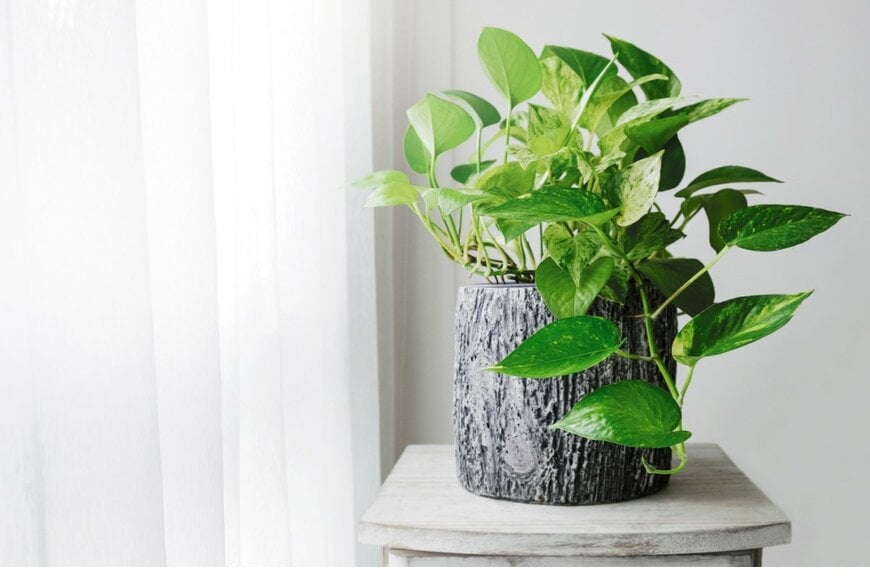 窓際に観葉植物のポトスの鉢植えがある