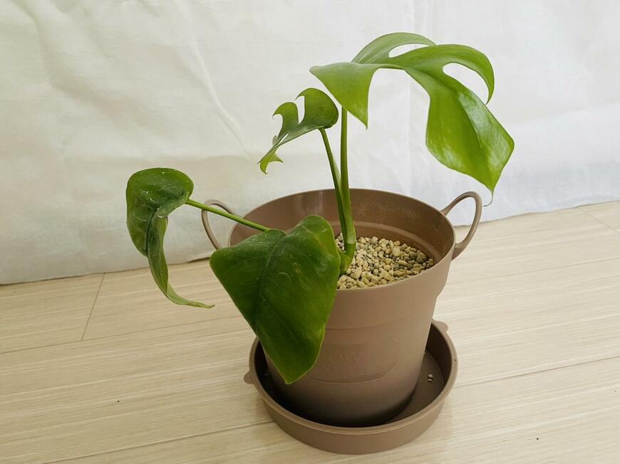 ダイソーの観葉植物用アイテムをレビュー