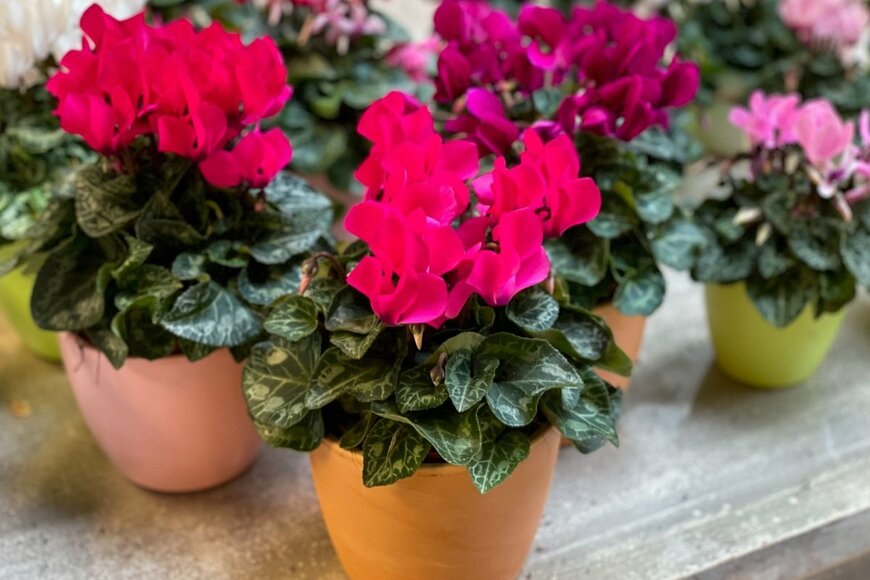 植木鉢に植えられた、ピンクや白の花が咲いてるガーデンシクラメン