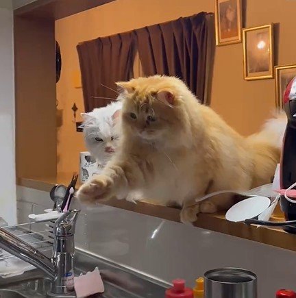 ささみが欲しい猫