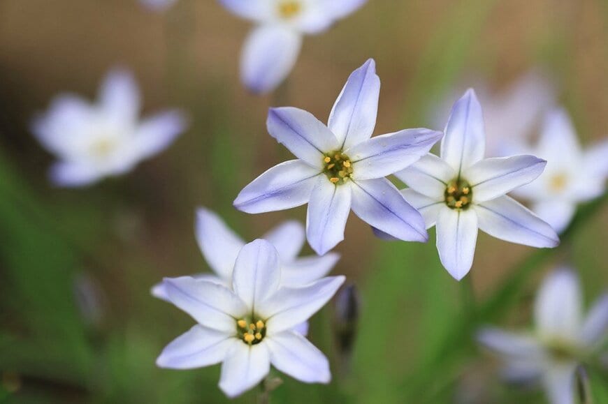 淡いブルーの花を咲かせている、ハナニラ