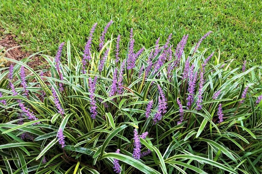 紫色の花を穂状に咲かせているヤブラン。葉は細長く、縁がクリーム色。