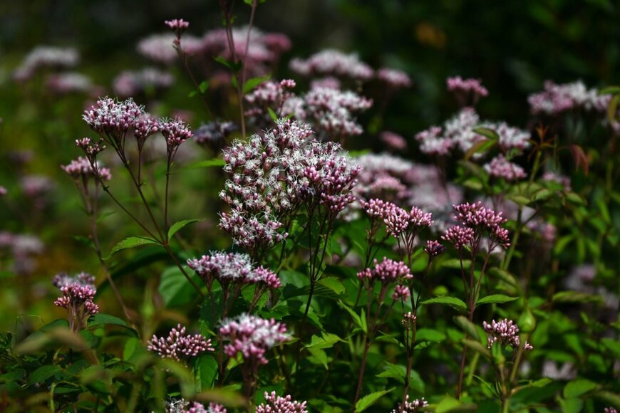 薄ピンクのフジバカマの花が咲く様子