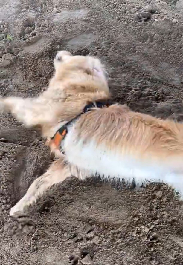 ゴールデンレトリバー