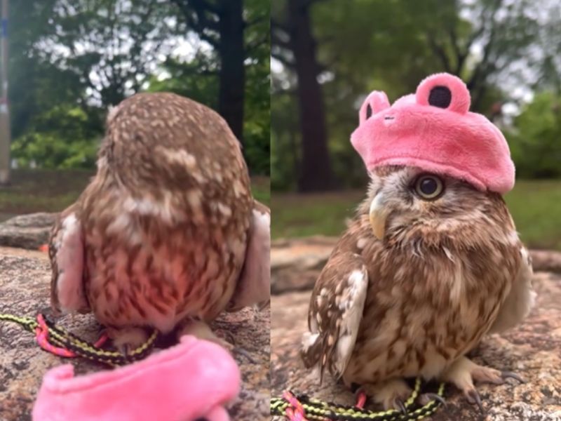 おしゃれするフクロウ