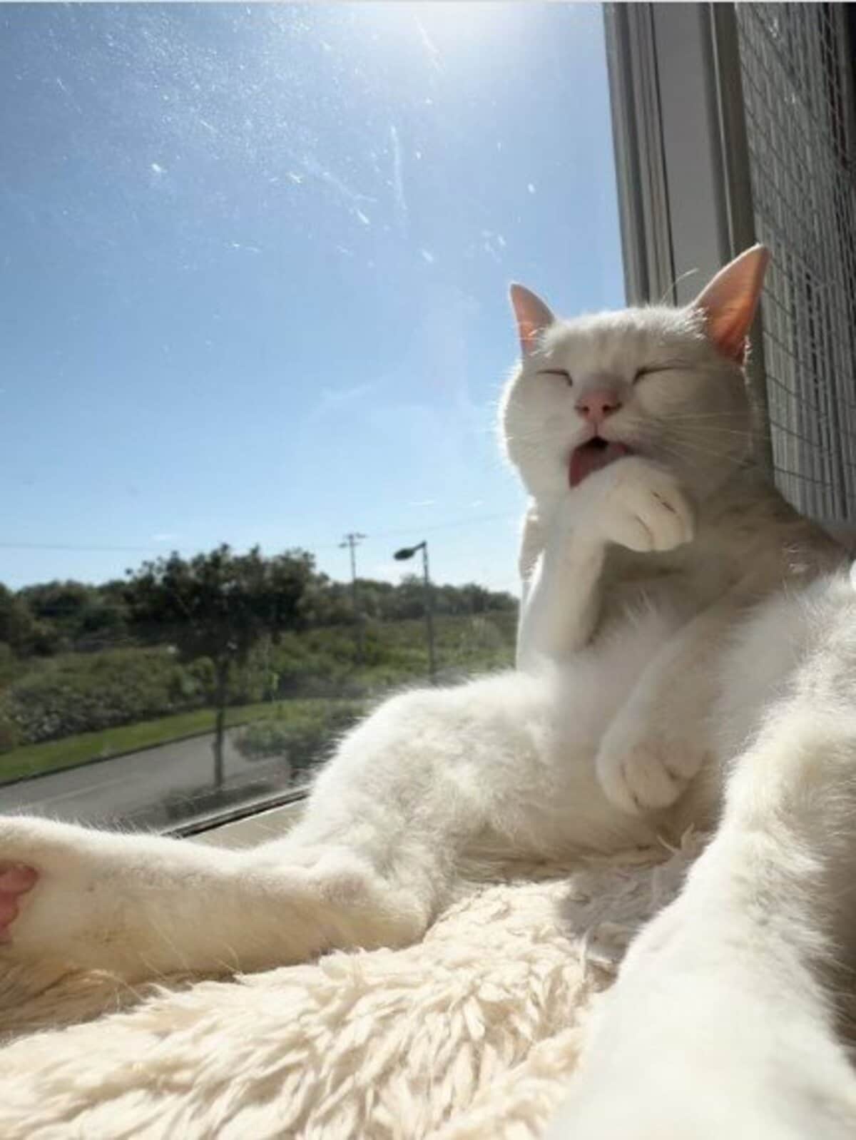 猫先輩二枚ブラックと白 kel44429_0_1737712209.jpg?v=