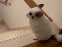 フリーズ…からの階段猛ダッシュ！チンチラの”プロの走り屋”ぶりが大反響18万いいね！「動き出したらイッキ」「かわいすぎ」の声