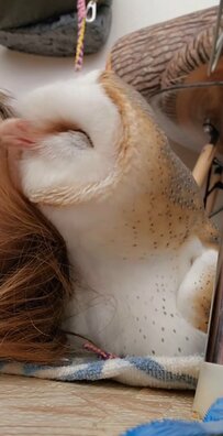 【毛繕いしてくれるフクロウ】くちばしで髪の毛をパクパク！飼い主さんにくっつく姿に癒される