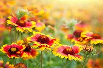 【ガーデニング】夏らしいビタミンカラーの〈多年草＆一年草8選〉でオシャレにトロピカルに