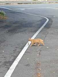 宮城県・田代島で「お魚くわえたドラ猫」に遭遇　絵に描いたような光景にホッコリ