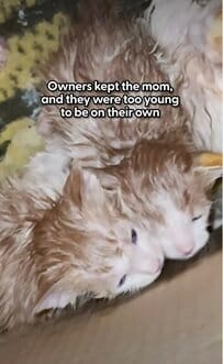 道端に捨てられた子猫たちを保護→母親と再会を果たす姿に感動
