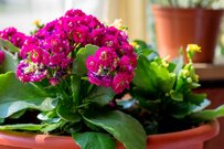 【ガーデニング】お部屋で楽しみたい「鉢植えの花・最強6選」スタイリッシュな癒し空間を作ろう