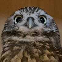 【ドヤ顔フクロウ】愛らしい表情にみんなが夢中！同居フクロウのまん丸お目目にもメロメロ