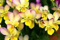 いますぐお迎えしたい春の定番花《一年草・多年草3選》主役にも、名脇役にも