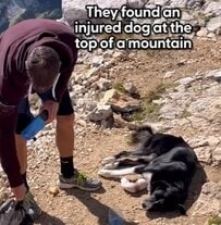 「明日必ず戻ってくる」→足を負傷した犬を救うため5時間かけ翌日再登頂！犬と家族の幸せな今に思わず涙（海外動物レスキュー）