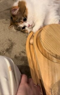 【おもちゃ×猫ちゃん】飼い主さんが猫ちゃん用おもちゃを用意したら？反応が可愛すぎた