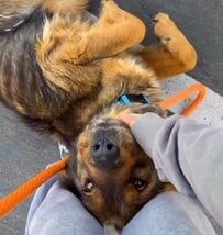 街中で発見した「ガリガリの衰弱した犬」が車に乗り込んでくる→救助後、みるみる甘えん坊になった姿に感動