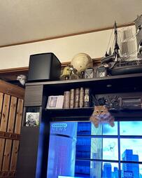 そこら中から猫が生えてくる「家」　よく見ると戦慄の光景に笑ってしまう「油断できない」