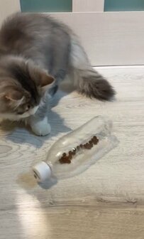 【転がすとおやつが出てくる】夢のようなおもちゃをコロコロする猫ちゃんがカワイイ！
