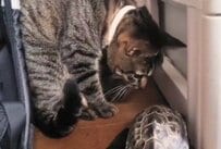 「われら床下調査隊」真剣すぎる猫と亀のコンビプレーに笑ってしまう