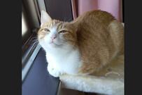 飼い主さんと兄猫からの愛が伝わる…感謝の声が続出した「笑顔」