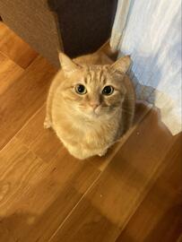 「出かけるなら、つけてって」外出前に猫がした「お願い」に1万2000いいね