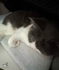 ひと休み中の猫さん　その姿をよく見ると…「いるねぇ」と発見した物にホッコリ