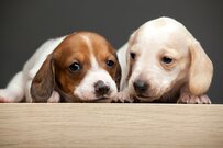 【超熟睡】飼い主が買い物から帰宅　「犬が寝ていた場所」に思わず目を疑う