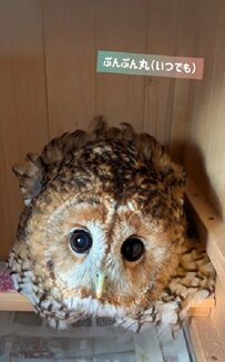 【絶対に甘えない？フクロウ】飼い主さんへの頑固な姿が可愛すぎる！