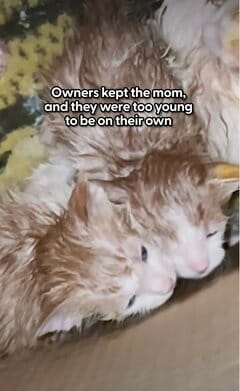 道端に捨てられた子猫たちを保護→母親と再会を果たす姿に感動