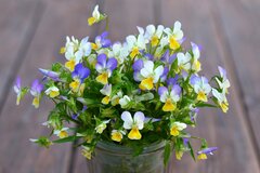 【ビオラ・パンジーの育て方】春まで次々に花が咲く！正しい肥料の与え方とは？