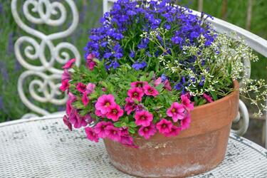 寄せ植えガーデニング】庭や玄関をオシャレに見せる寄せ植えづくりの