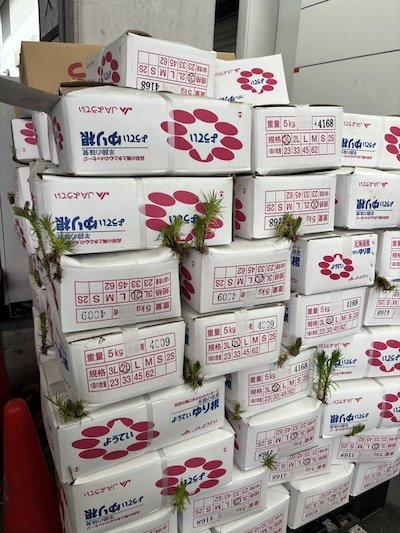 積み上げられたダンボール箱