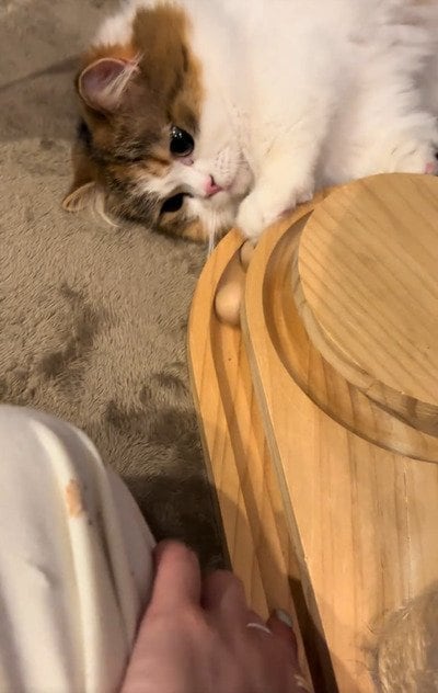 真剣な顔でおもちゃを見つめる、猫のほっけちゃん