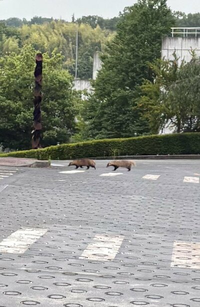 仲良く歩く2匹のアナグマ