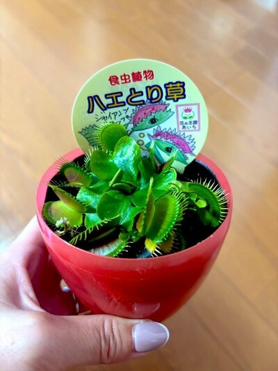 「ハエとり草」をもらった