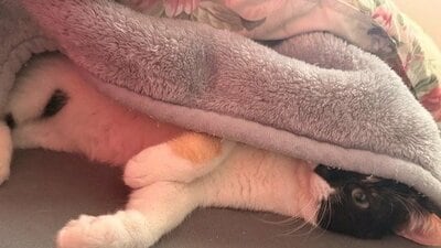 仕事始めの飼主さんを出迎える雷十太ちゃん