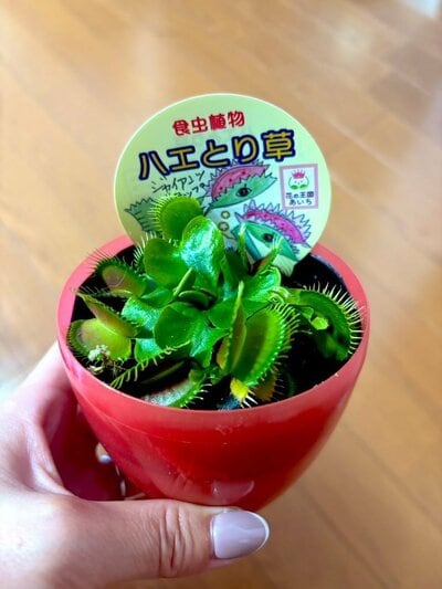 投稿の画像